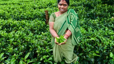 green colour saree