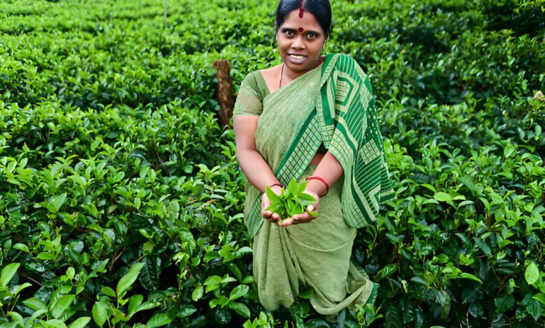 green colour saree